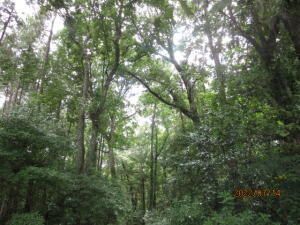 327 Beltline Rd #-E, Summerville, SC 29486