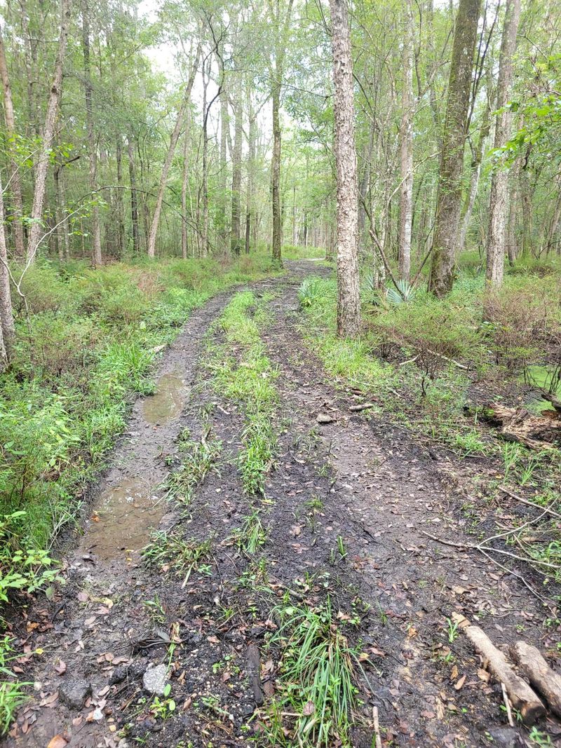 0 Boat Landing Rd, Ridgeville, SC 29472