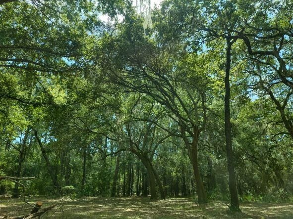 8450 St Pierre Creek Dr, Edisto Island, SC 29438