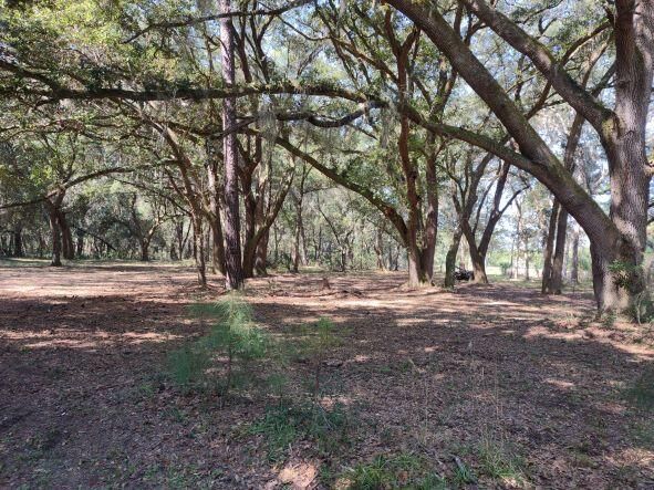 8450 St Pierre Creek Dr, Edisto Island, SC 29438