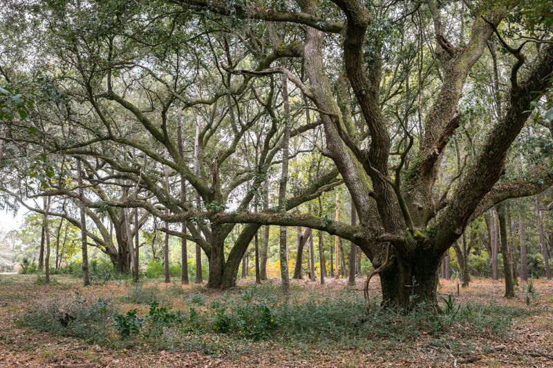 3847 Gnarled Oaks Ln, Johns Island, SC 29455