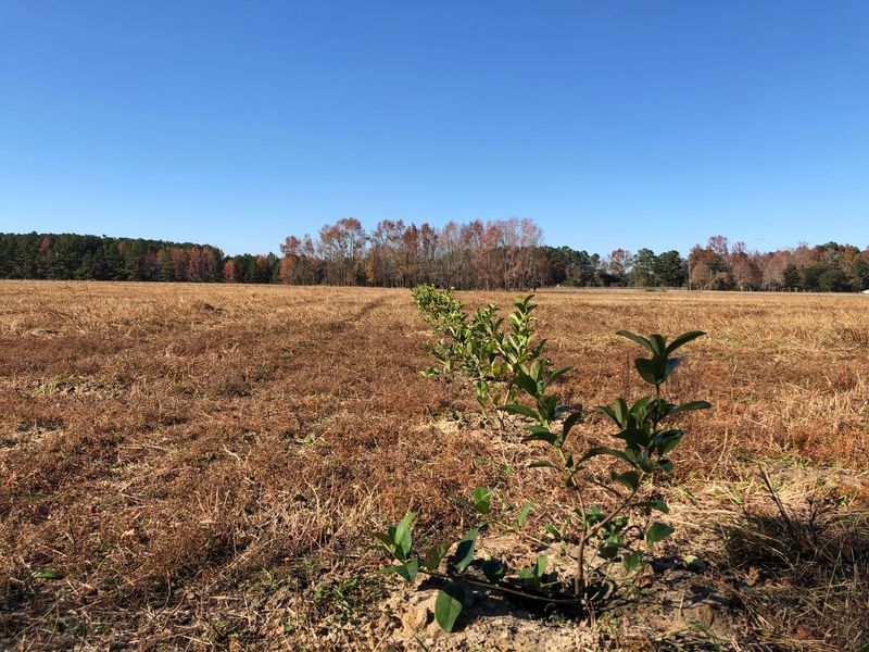 0 Highway 27, Ridgeville, SC 29472