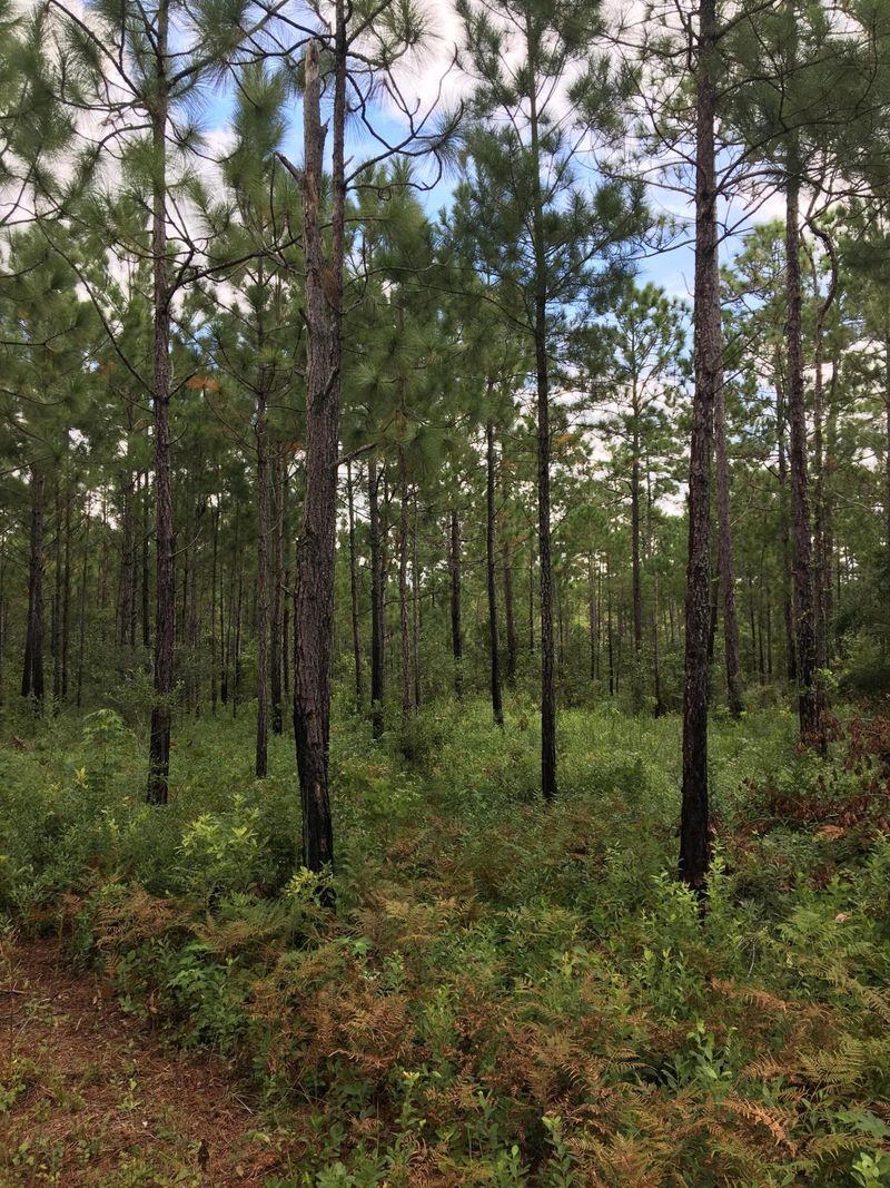 0 Sc 45, Mcclellanville, SC 29458