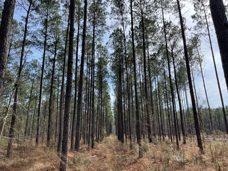 0 Dehayville Rd, Pinopolis, SC 29469