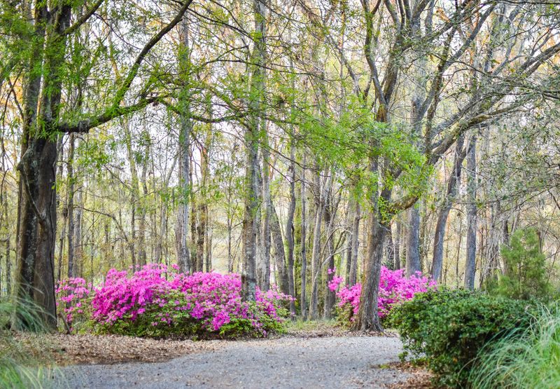 2964 Murraywood Rd, Johns Island, SC 29455