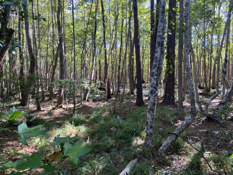 6345 N Highway 17, Awendaw, SC 29429
