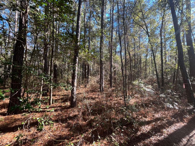 369 Natures Trl, Ridgeville, SC 29472