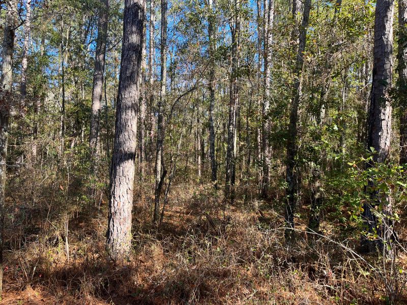 369 Natures Trl, Ridgeville, SC 29472