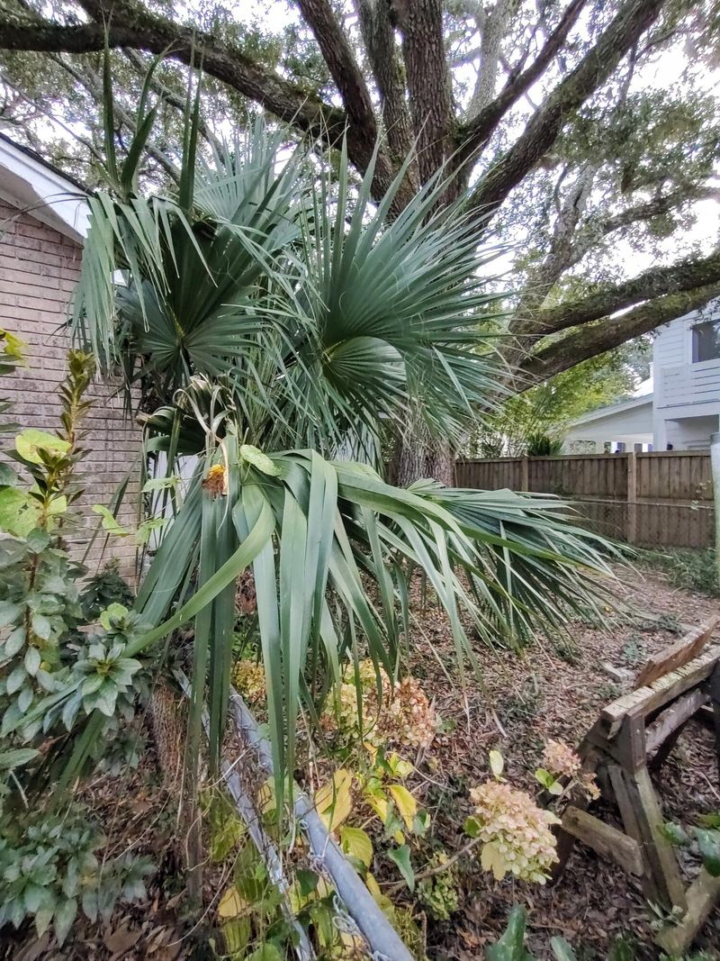 1497 Indian St, Mount Pleasant, SC 29464