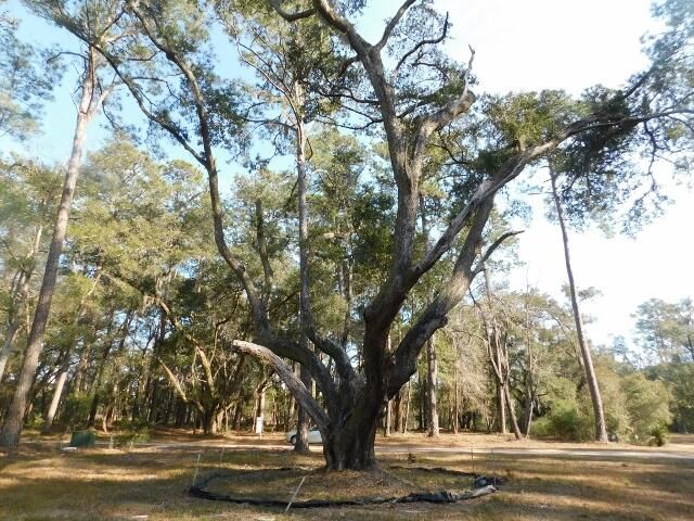 7775 Chaplin Garden Ln, Edisto Island, SC 29438