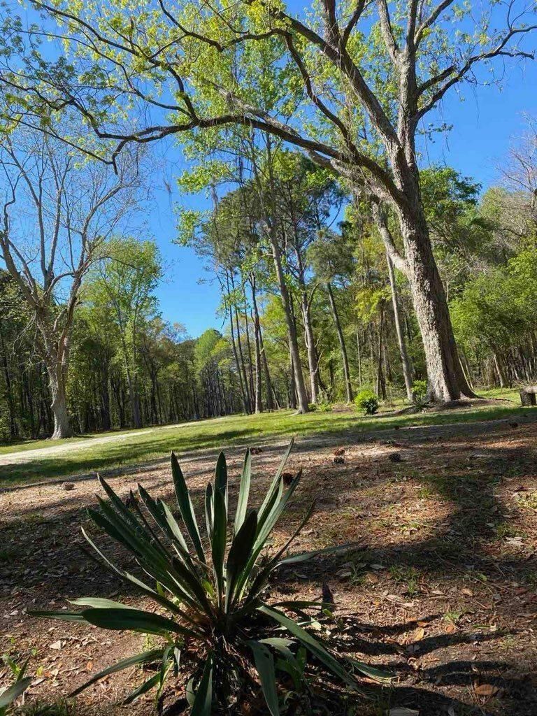 544 Dupre Rd, Mcclellanville, SC 29458