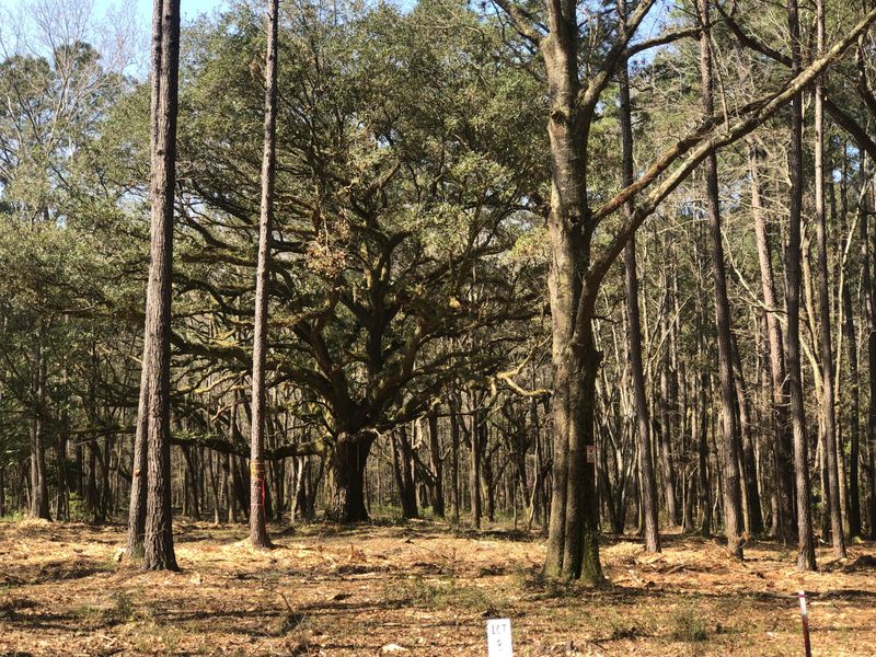0 Chisolm Rd, Johns Island, SC 29455