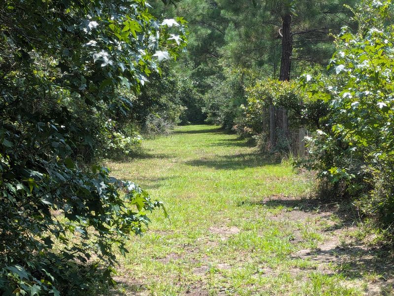 9 Hyde Farm Rd, Ravenel, SC 29470