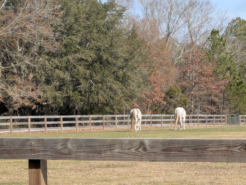 5d Archfield Ave, Meggett, SC 29449