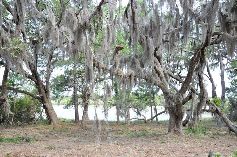 00 Ranch Rd, Wadmalaw Island, SC 29487