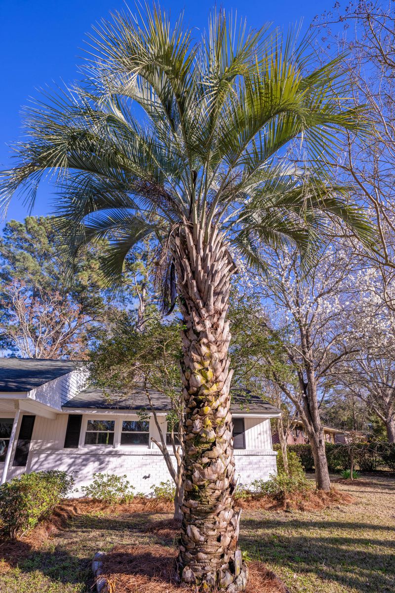412 Arlington Dr, Charleston, SC 29414