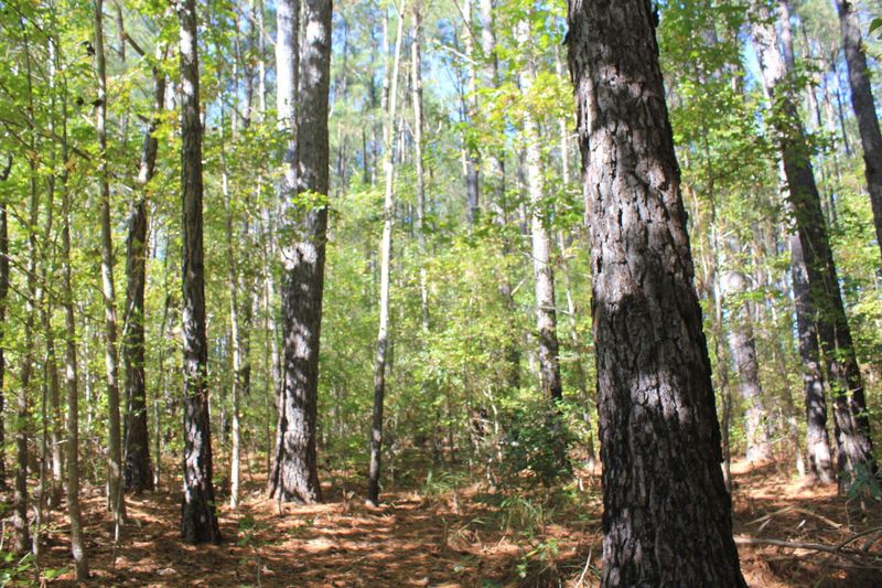 1459 Carter Rd, Ridgeville, SC 29472