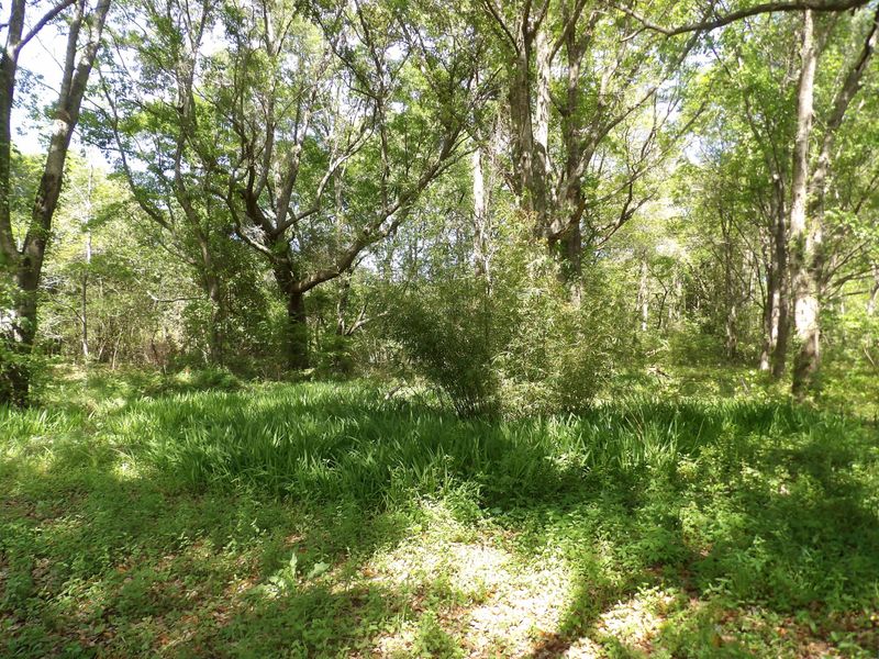 1558 Scott Hill Rd Lot 4-B, Charleston, SC 29412
