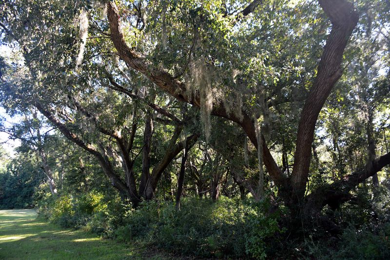 61 Osprey Rd, Edisto Island, SC 29438