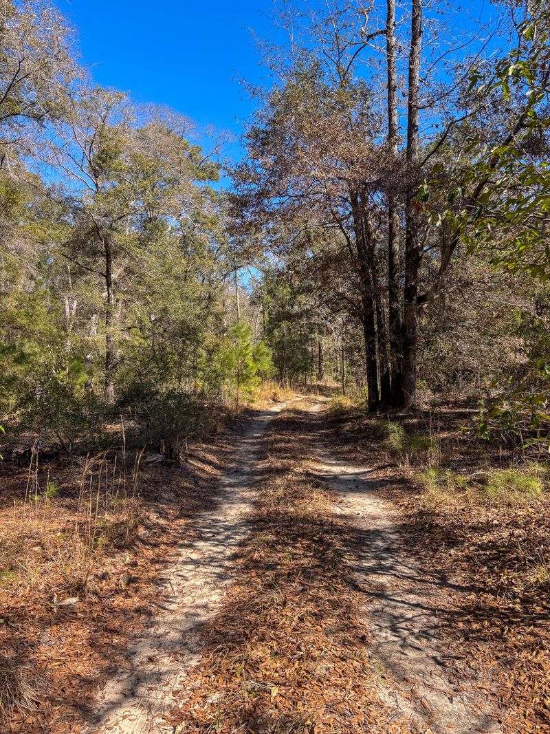 903 Harts Bluff Rd, Wadmalaw Island, SC 29487