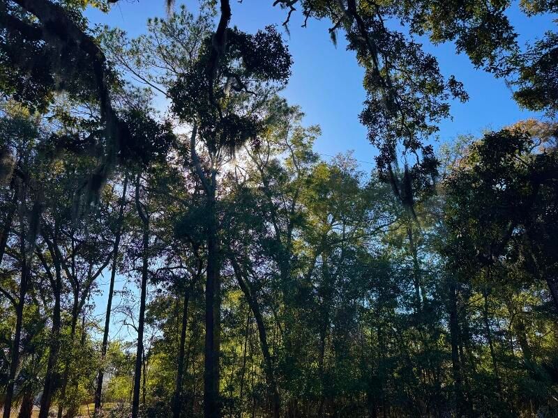 8785 Palmetto Rd, Edisto Island, SC 29438