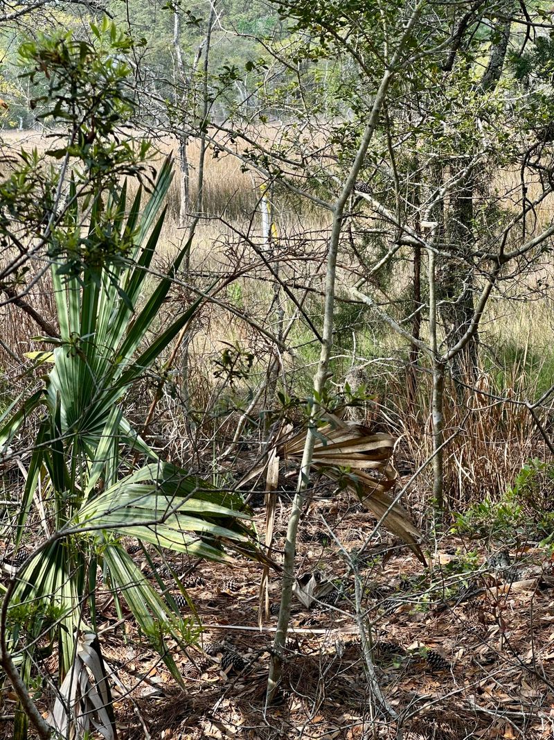 0 Cooke Rd Lot 1, Johns Island, SC 29455