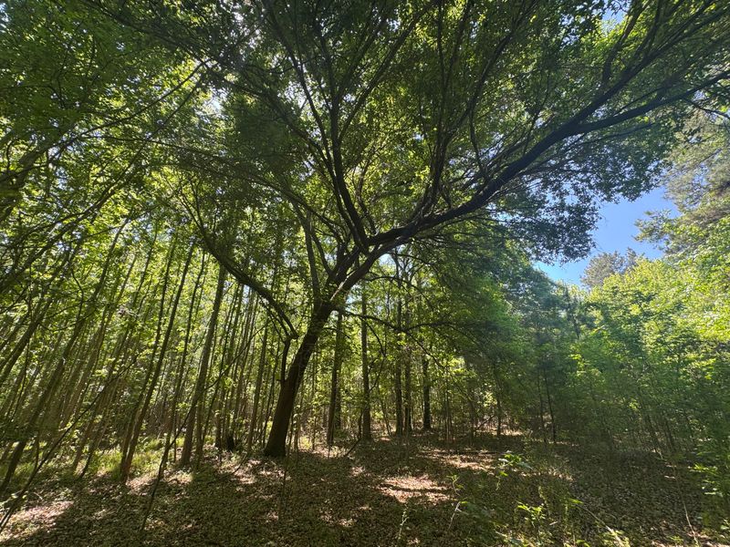 0 Clarks Hill Dr #1, Saint George, SC 29477