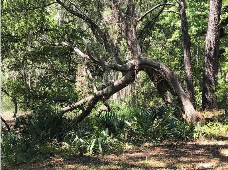2907 River Rd, Johns Island, SC 29455