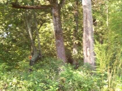 Tract 2 Chauncey Ln, Saint Stephen, SC 29479