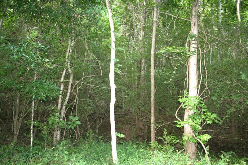 0 Kitfield Rd, Moncks Corner, SC 29461