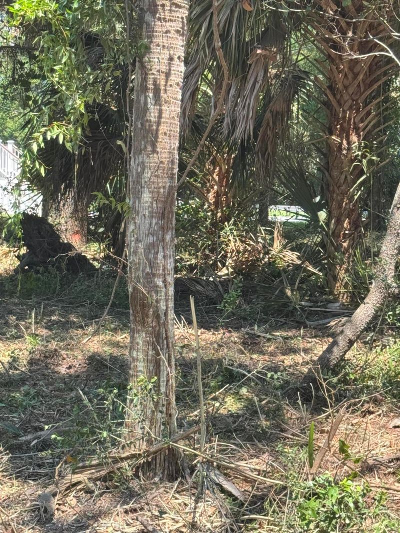 609 Jungle Rd, Edisto Beach, SC 29438