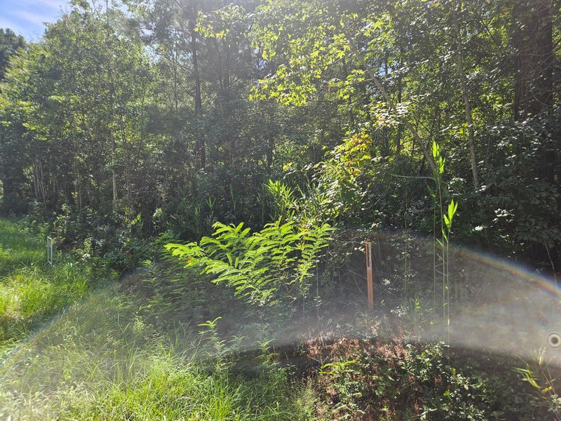 0 Porcher School Rd, Awendaw, SC 29429