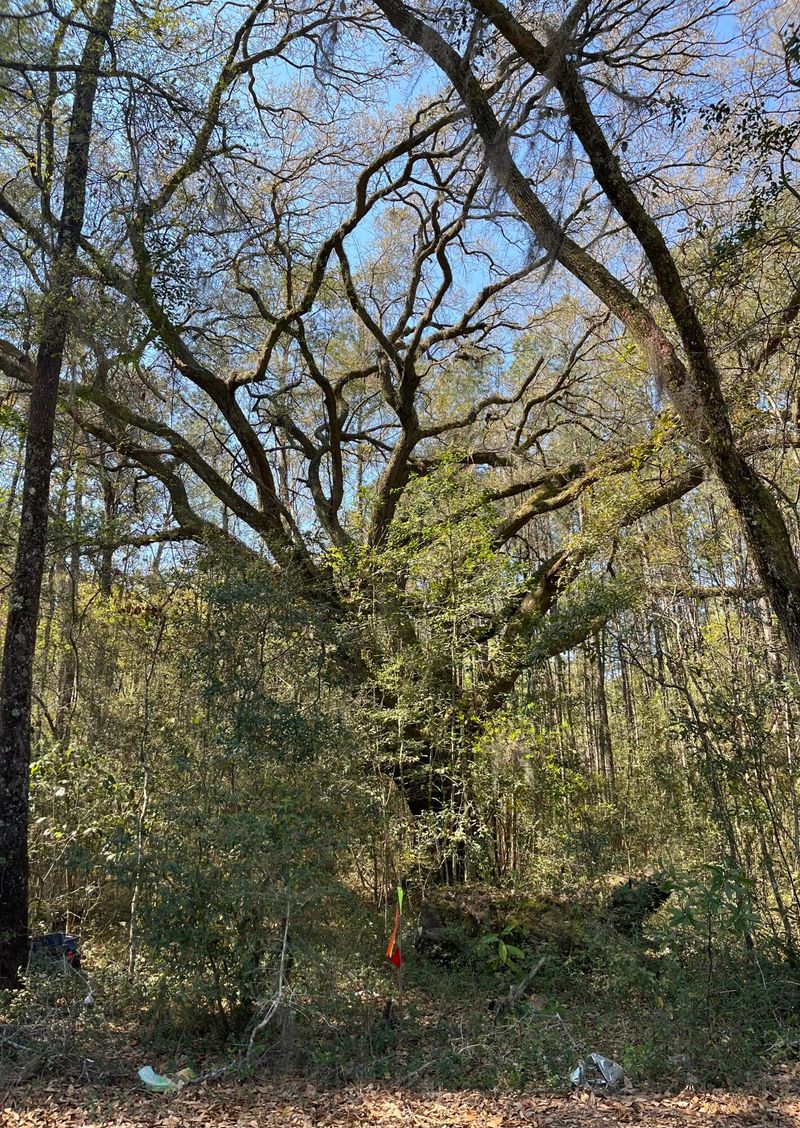 5331 Old Military Rd Lot 3, Adams Run, SC 29426