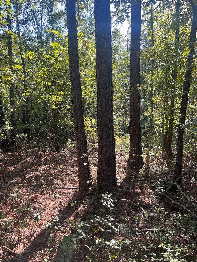 0 Fraser St, Walterboro, SC 29488