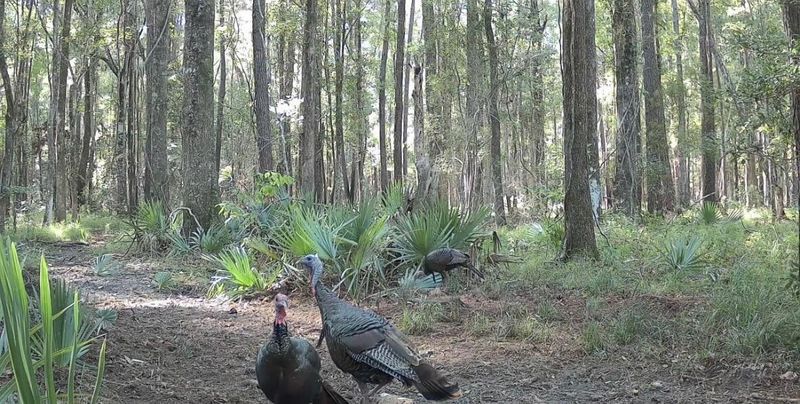 0 Morrison Canal Dr, Mcclellanville, SC 29458