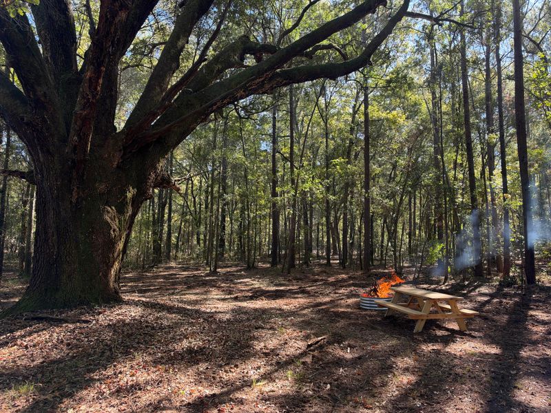 1255 Thirty Five Mile Rd, Ridgeville, SC 29472