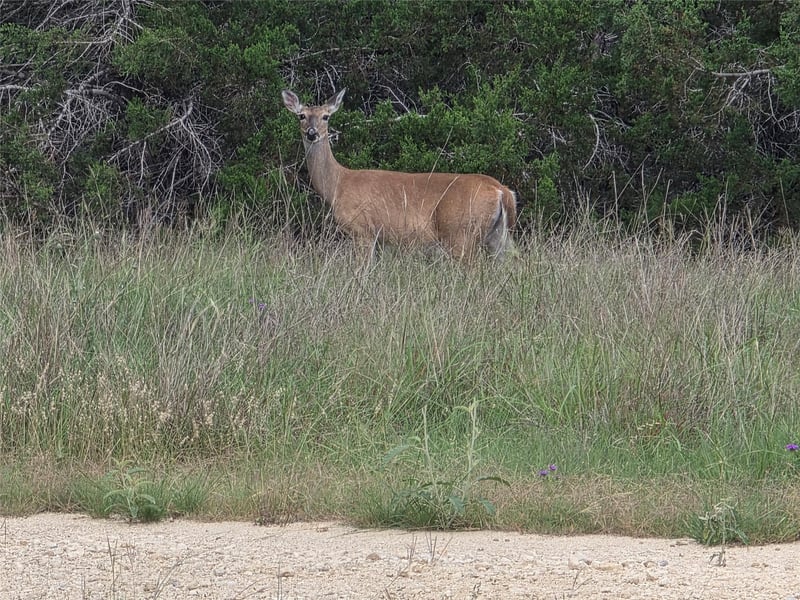 TBD Sycamore Creek DR, Dripping Springs, TX 78620