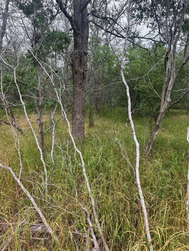 109 Hauula CT, Bastrop, TX 78602