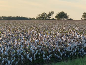 TBD2 County Road 154, Georgetown, TX 78626