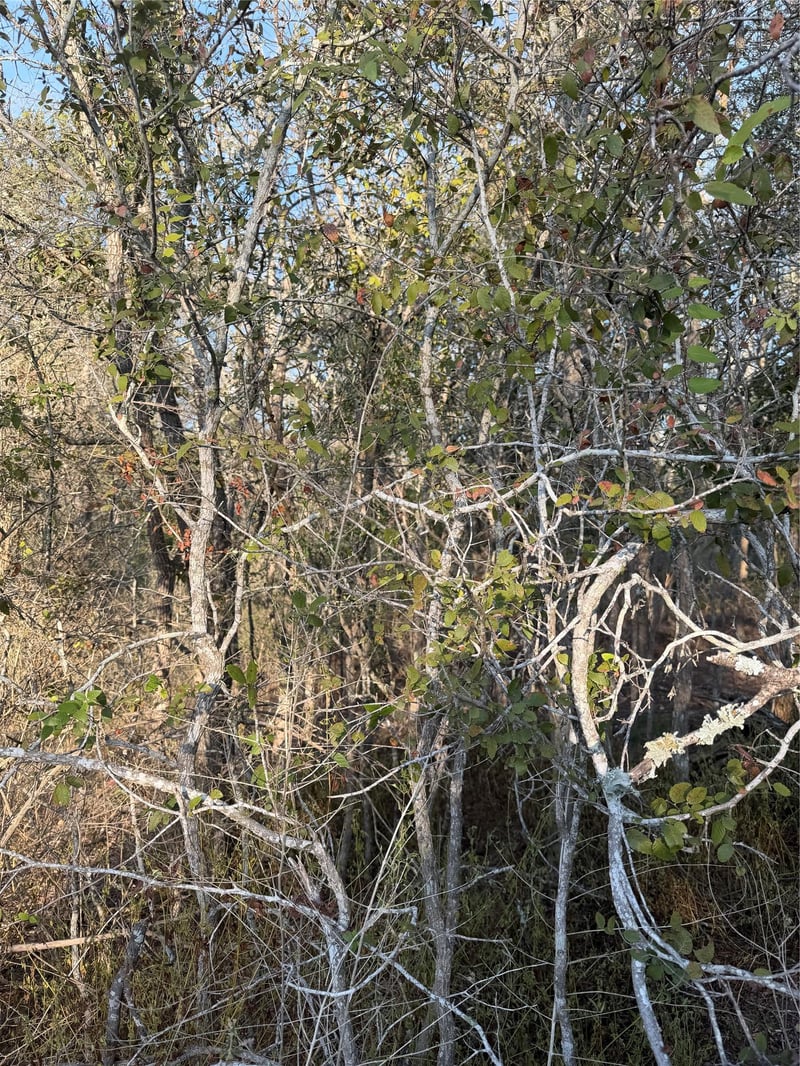 156 and 160 Helemano DR, Bastrop, TX 78602