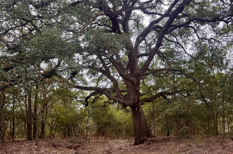 12 Acres Mt Pleasant, Cedar Creek, TX 78612