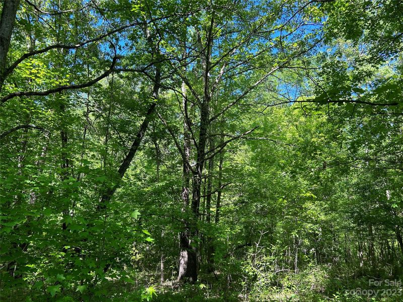 30 AC Beersheba Rd, Sharon, SC 29742