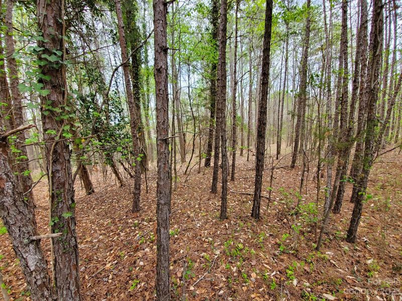2511 Forest Lawn Dr, Matthews, NC 28104