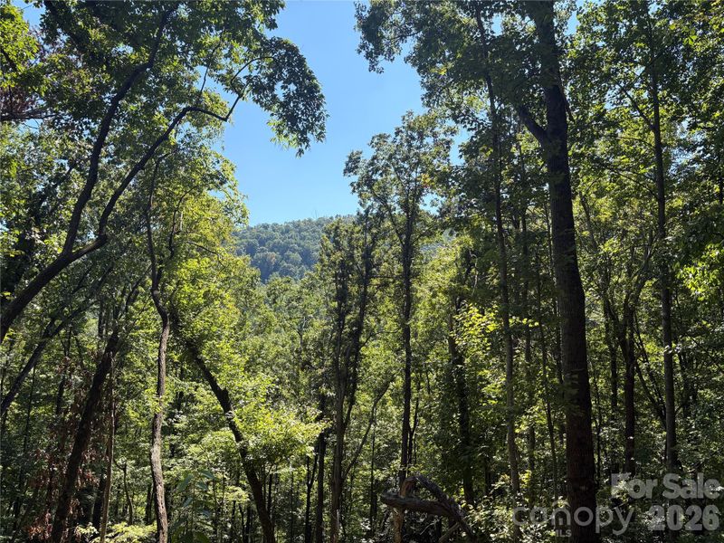 276 Cedar Creek Rd, Black Mountain, NC 28711