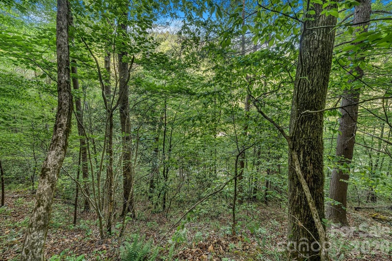 31 Caddis Ct, Marshall, NC 28753