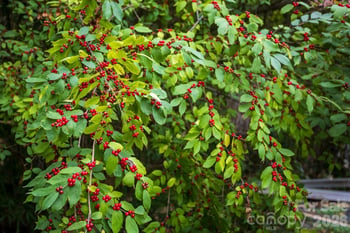 55 Blalock Ave, Asheville, NC 28803