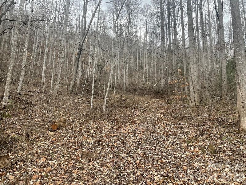 999999 Martins Creek Rd, Barnardsville, NC 28709