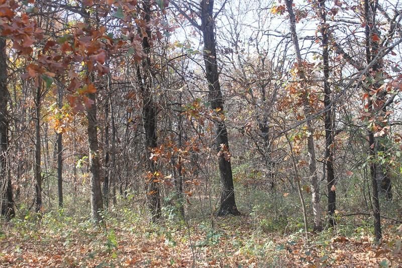 Landlocked, Montevallo, MO 64772