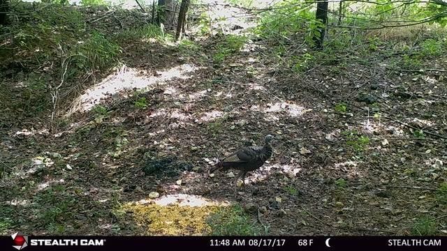 Hwy 54, Osceola, MO 64776