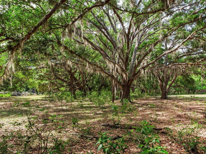 Thonotosassa, FL 33592